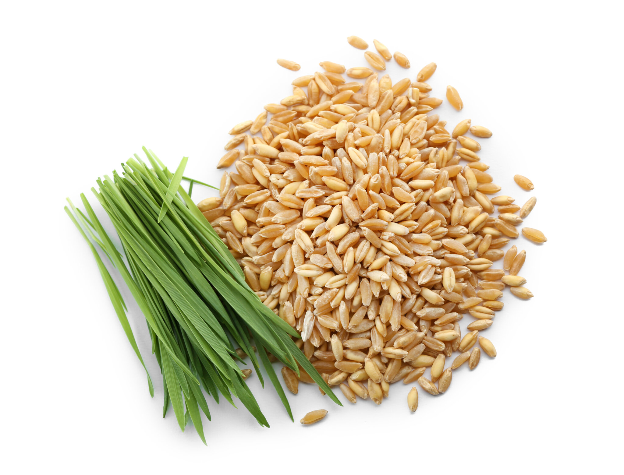 Pasto de trigo una maravilla natural con grandes beneficios para tu salud