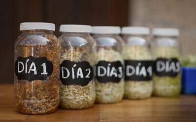 Germinar lo que comes, una tendencia que beneficia a la salud y al medio ambiente.